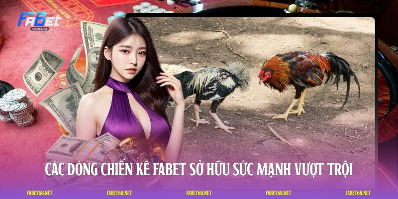 Các dòng chiến kê FABET sở hữu sức mạnh vượt trội